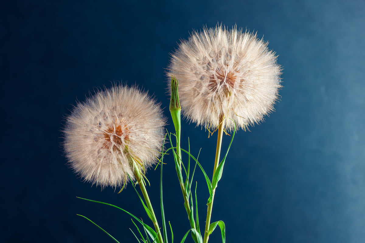 50 MAMMOTH Sandwich Island SALSIFY Tragopogon White Root Vegetable Oyster Flower Seeds