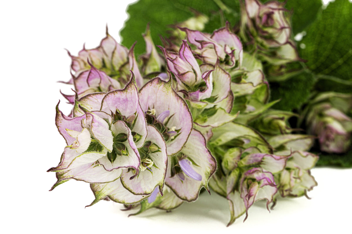 50 WHITE Swan CLARY SAGE Salvia Viridis Horminum Herb Flower Seeds