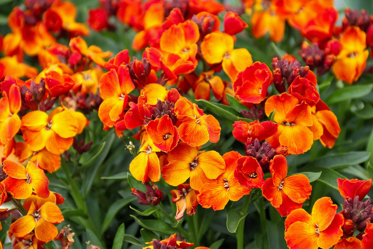 300 Mixed Colors ENGLISH Aegean WALLFLOWER Cheiranthus Cheiri Erysimum Pink Red Yellow Purple Bicolor Flower SeedsSeeds