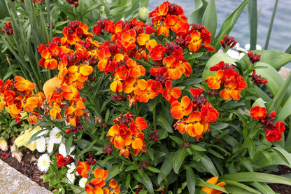300 Mixed Colors ENGLISH Aegean WALLFLOWER Cheiranthus Cheiri Erysimum Pink Red Yellow Purple Bicolor Flower SeedsSeeds