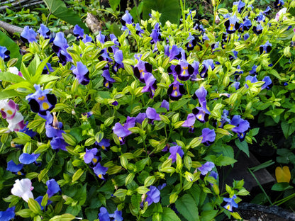 10 KAUAI MIX TORENIA Fournieri Sun or Shade Wishbone Flower Seeds - Mixed Colors 2 Tone Blue Red Pink
