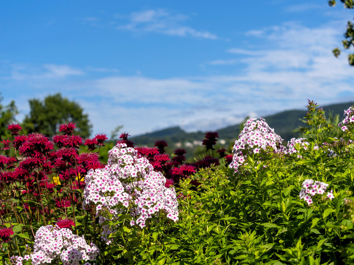 20 MEADOW PHLOX Maculata Mixed Colors Wild Sweet William Native Hummingbird Flower Seeds