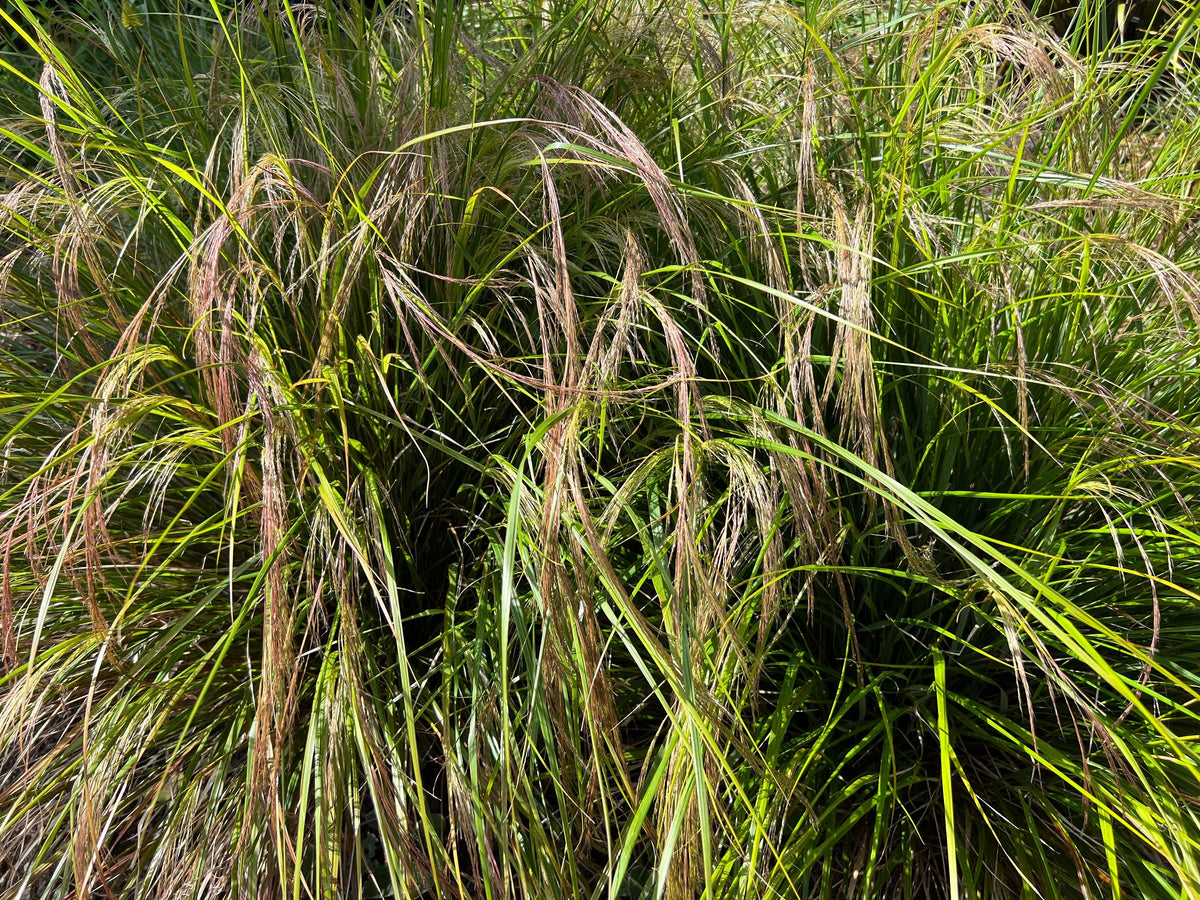 50 PHEASANT TAILS GRASS Feather Reed New Zealand Wind Stipa Arundinacea syn Anemanthele Lessoniana Ornamental Grass Seeds