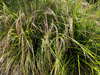 50 PHEASANT TAILS GRASS Feather Reed New Zealand Wind Stipa Arundinacea syn Anemanthele Lessoniana Ornamental Grass Seeds