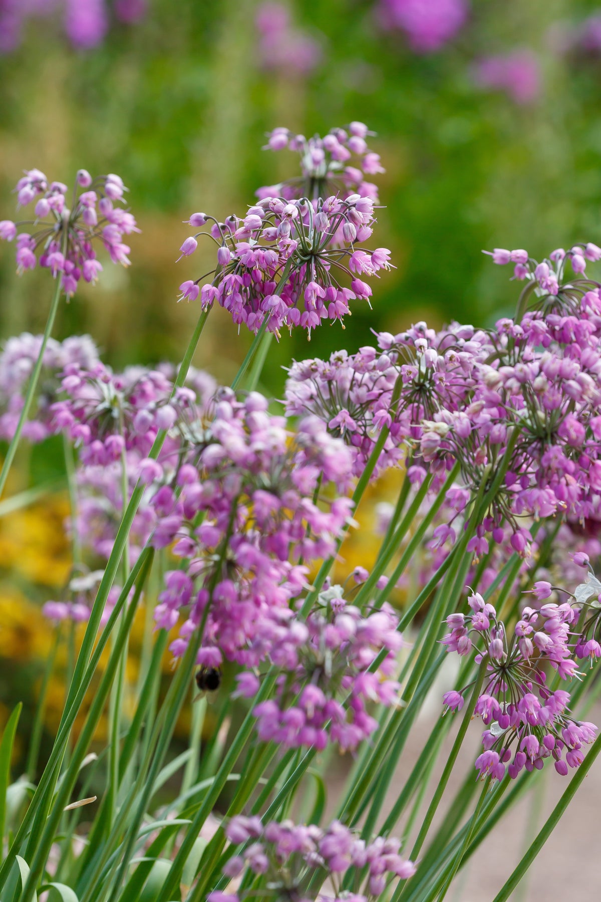 250 ALLIUM NODDING ONION Allium Cernuum Flower Seeds