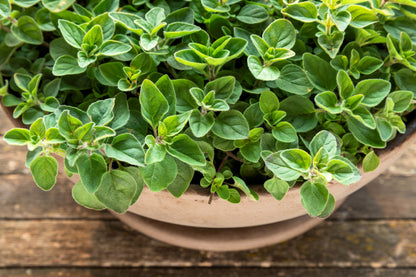 500 GREEK OREGANO Italian / Winter Marjoram Origanum Vulgare Hirtum Herb Seeds