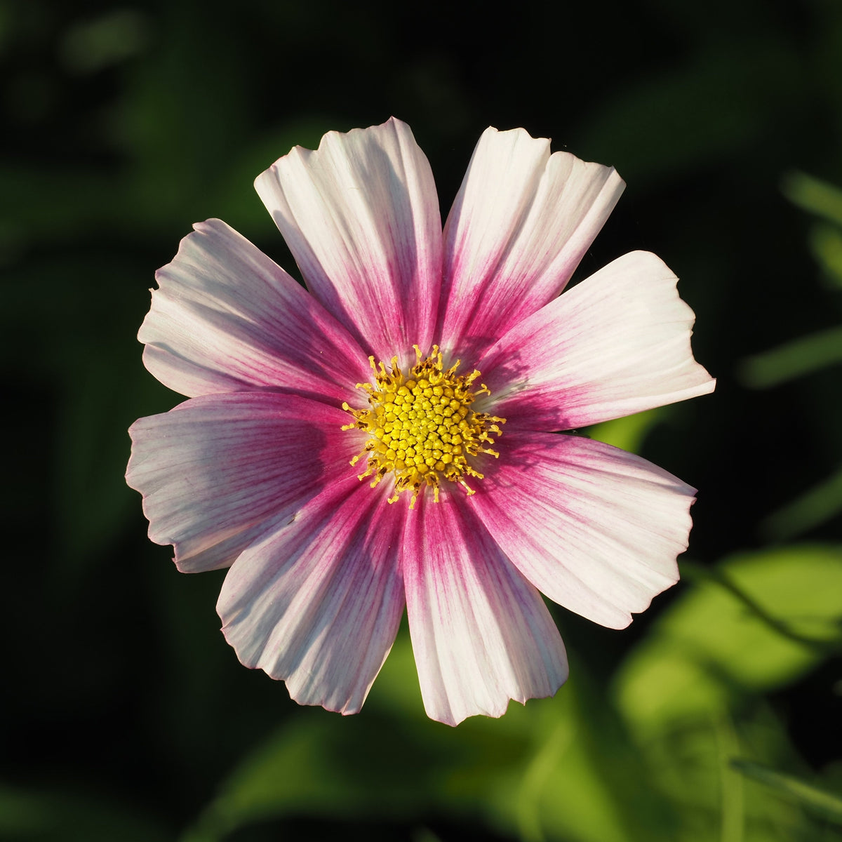 150 DAYDREAM COSMOS Bipinnatus Flower Seeds
