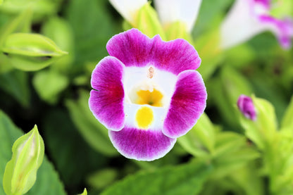 10 KAUAI MIX TORENIA Fournieri Sun or Shade Wishbone Flower Seeds - Mixed Colors 2 Tone Blue Red Pink