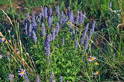 250 JAPANESE CATNIP Herb Purple Flower Jing Jie Schizonepeta Tenuifolia Seeds