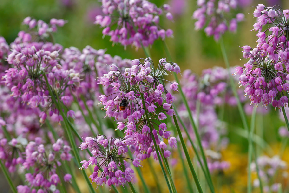 250 ALLIUM NODDING ONION Allium Cernuum Flower Seeds