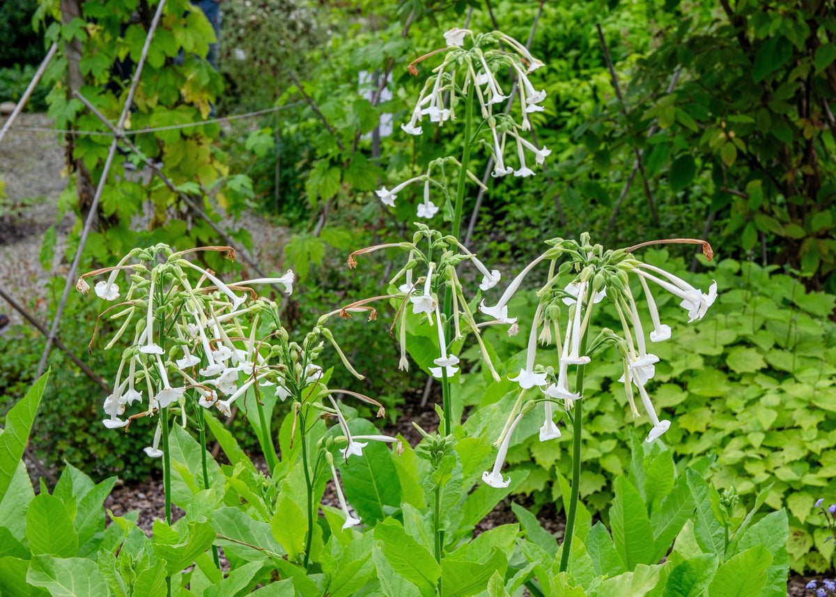 200 JASMINE AZTEC NICOTIANA (Ornamental Flowering Tobacco) Nicotiana Alata Flower Seeds