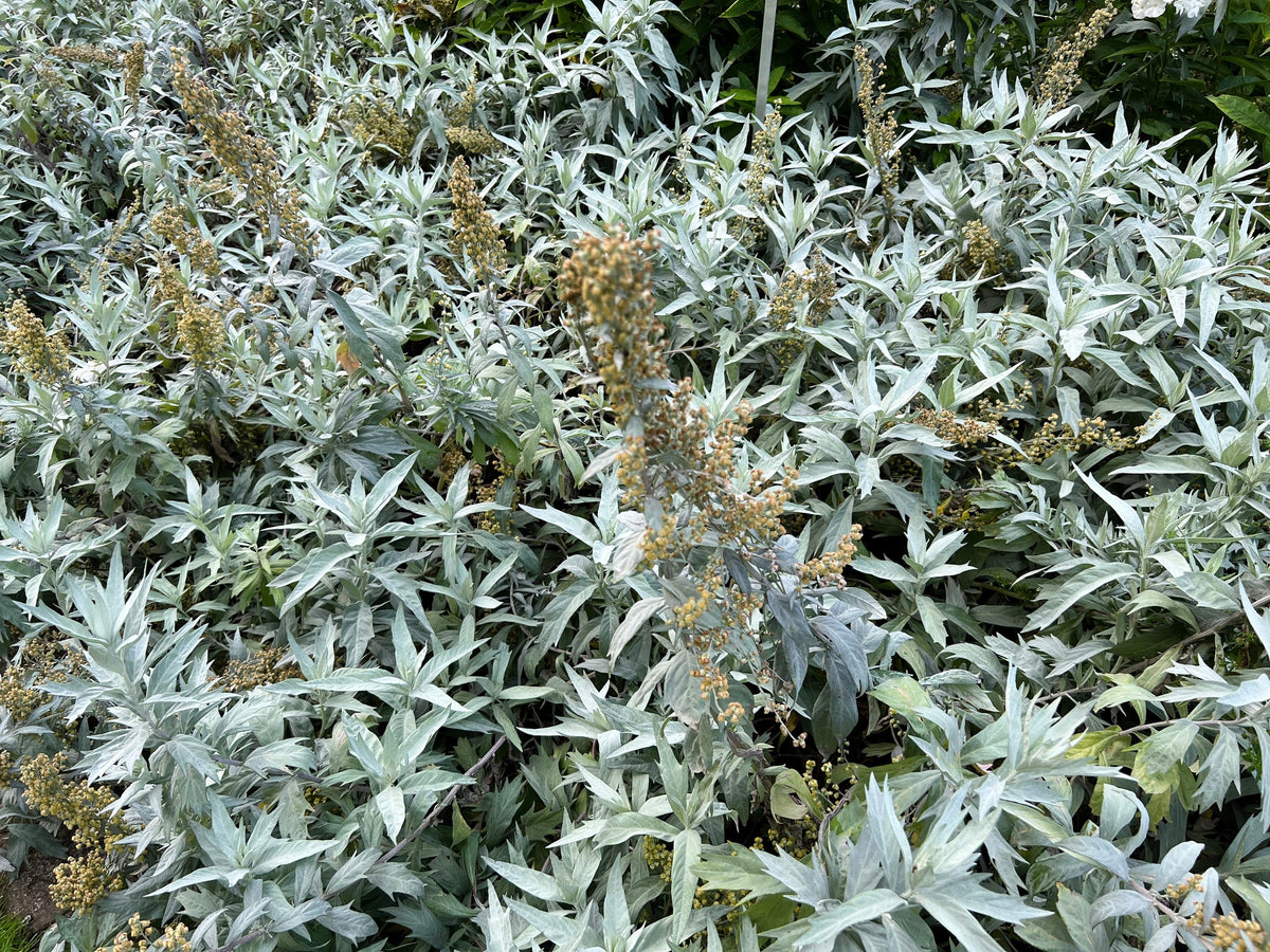 200 PRAIRIE SAGE (Wormwood / Fringed Sagebrush / Sagewort) Artemisia Ludoviciana Flower Seeds