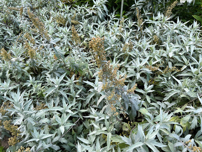 200 PRAIRIE SAGE (Wormwood / Fringed Sagebrush / Sagewort) Artemisia Ludoviciana Flower Seeds