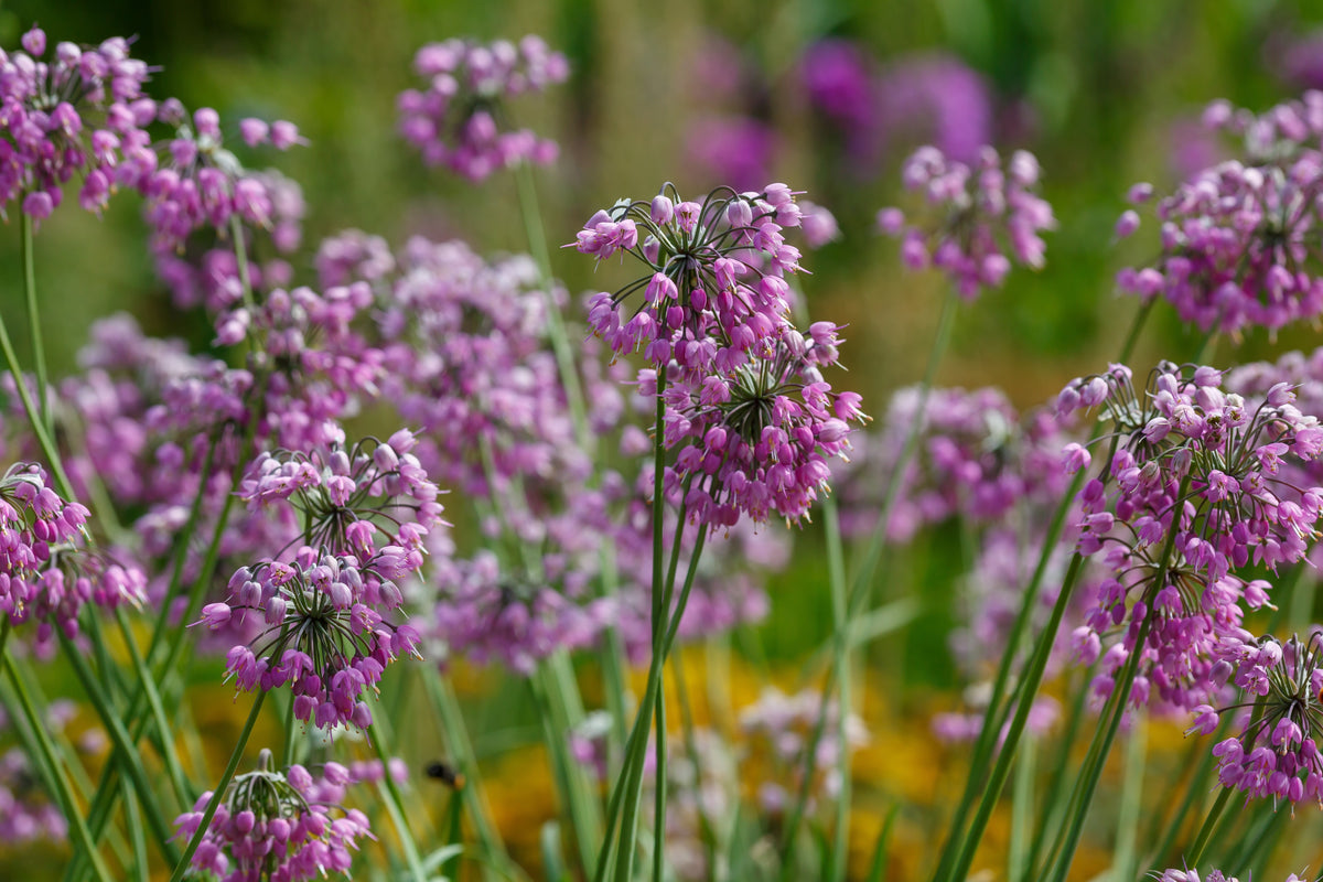 250 ALLIUM NODDING ONION Allium Cernuum Flower Seeds