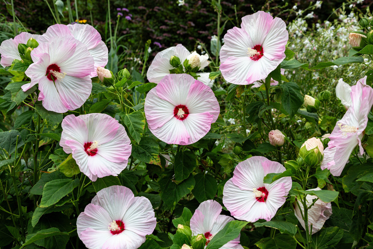 25 MIXED LUNA HIBISCUS Moscheutos Hardy Mixed Colors - Red, Hot Pink, Pink & White Swirl, and White Flower Seeds