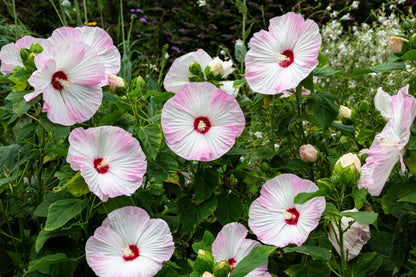 25 MIXED LUNA HIBISCUS Moscheutos Hardy Mixed Colors - Red, Hot Pink, Pink & White Swirl, and White Flower Seeds