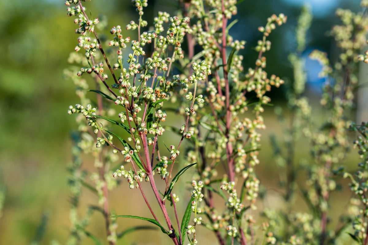 500 BEACH WORMWOOD Artemisia Campestris Caudata Silvermound Red Sagewort Herb Flower Seeds