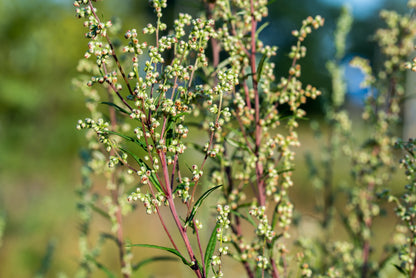 500 BEACH WORMWOOD Artemisia Campestris Caudata Silvermound Red Sagewort Herb Flower Seeds