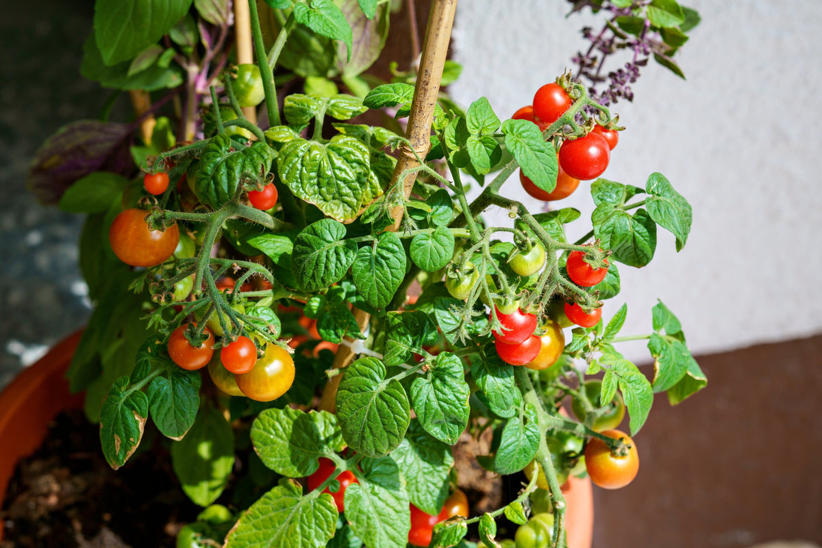 30 Dwarf Cherry TOMATO TINY TIM Solanum Lycoperscium Red Fruit Seeds