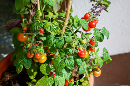 30 Dwarf Cherry TOMATO TINY TIM Solanum Lycoperscium Red Fruit Seeds