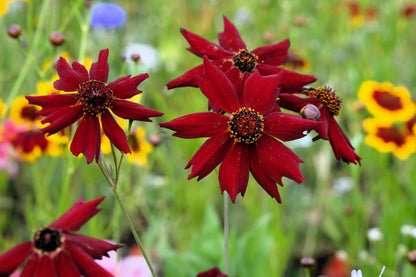 50 MAHOGANY MIDGET COREOPSIS Tinctoria Red Dwarf Flower Seeds