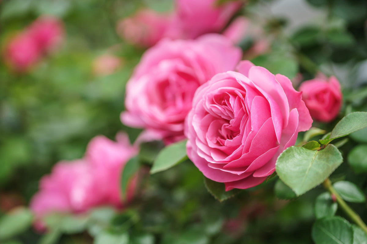 5 PINK ROSE Rosa Bush Shrub Perennial Flower Seeds