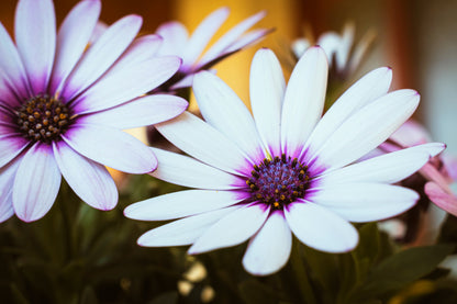 50 WHITE AFRICAN Cape DAISY Dimorphotheca Sinuata Flower Seeds