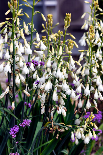 10 WHITE AFRICAN HYACINTH aka Cape or Giant Summer / Spire Lily - Ornithogalum Candicans / Galtonia / Hyacinthus Flower Seeds