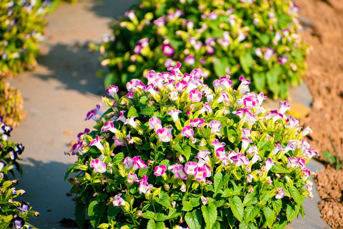 10 KAUAI MIX TORENIA Fournieri Sun or Shade Wishbone Flower Seeds - Mixed Colors 2 Tone Blue Red Pink
