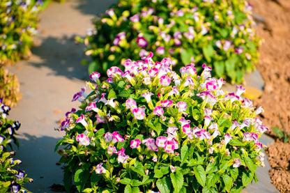 10 KAUAI MIX TORENIA Fournieri Sun or Shade Wishbone Flower Seeds - Mixed Colors 2 Tone Blue Red Pink