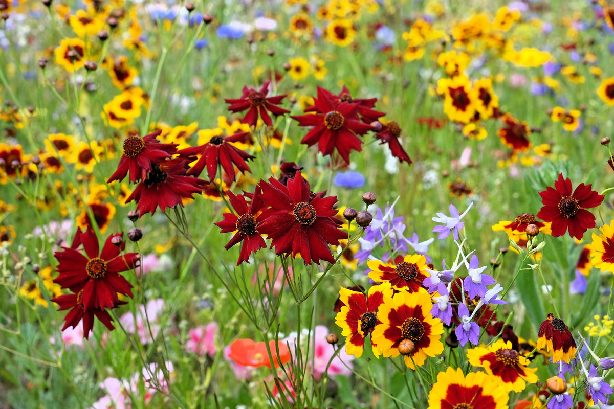 50 MAHOGANY MIDGET COREOPSIS Tinctoria Red Dwarf Flower Seeds