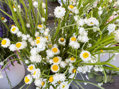 250 WHITE WINGED EVERLASTING Ammobium Alatum Flower Seeds