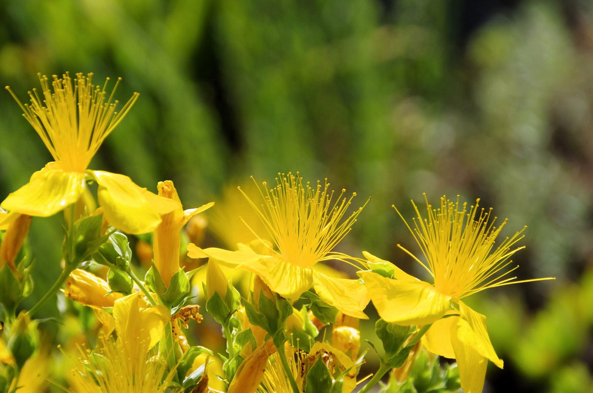 1500 Great SAINT JOHNS WORT St John's Hypericum Pyramidatum Yellow Flower Herb Seeds