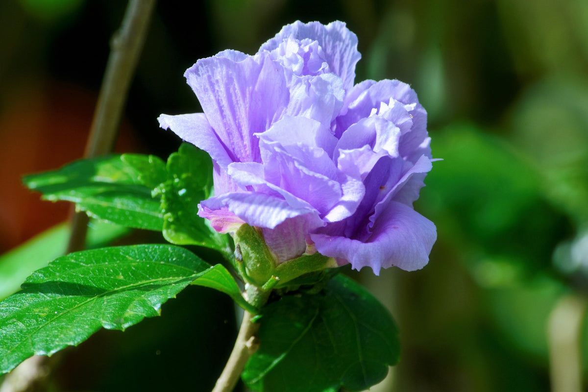 50 Mixed Colors ROSE Of SHARON HIBISCUS Syriacus Flower Tree Bush Seeds Mix