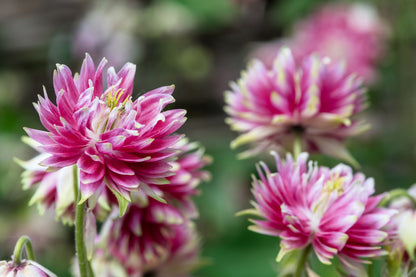 25 NORA BARLOW Pink COLUMBINE Aquilegia Caerulea Flower Seeds