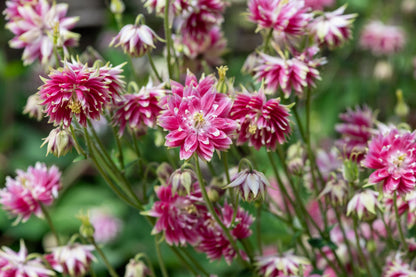25 NORA BARLOW Pink COLUMBINE Aquilegia Caerulea Flower Seeds
