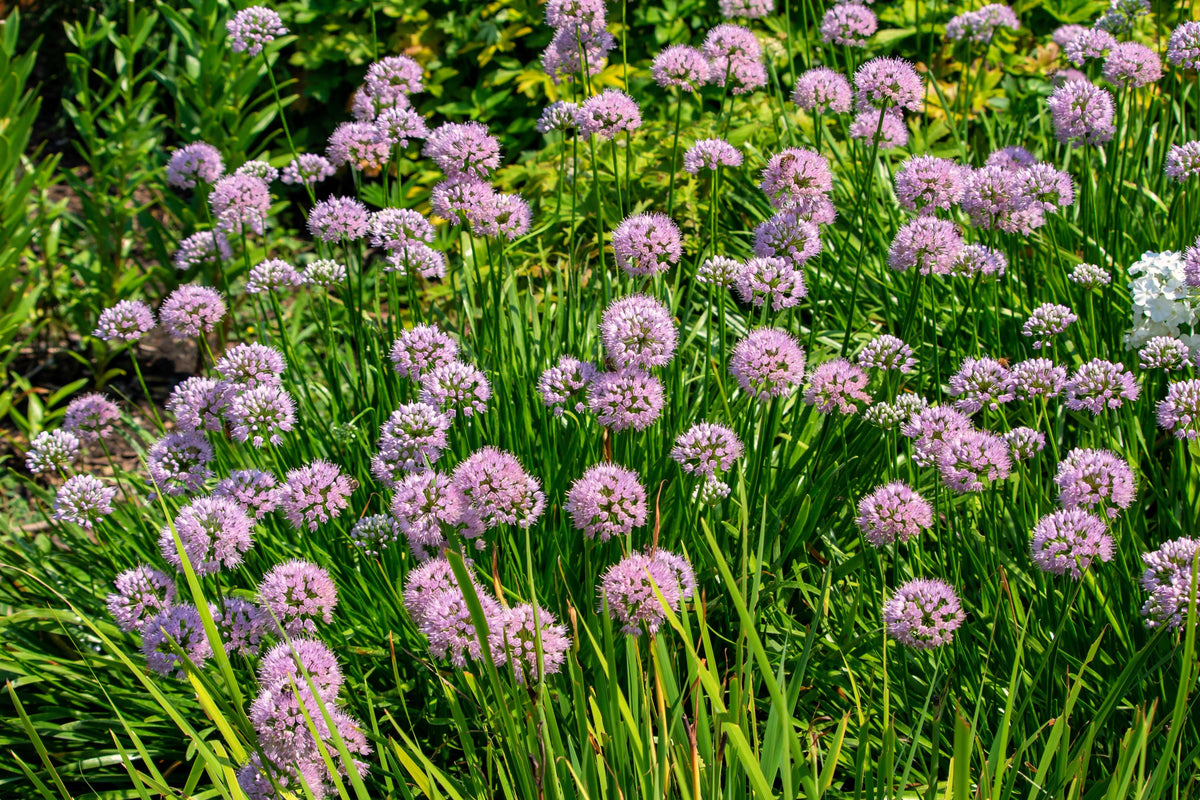 100 PRAIRIE ALLIUM Stellatum Prairie Onion Pink Flower Seeds