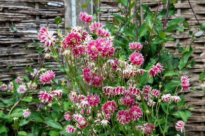 25 NORA BARLOW Pink COLUMBINE Aquilegia Caerulea Flower Seeds