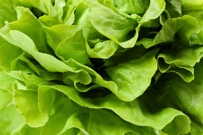 2000 BIBB LETTUCE Butterhead Lactuca Sativa Vegetable Seeds