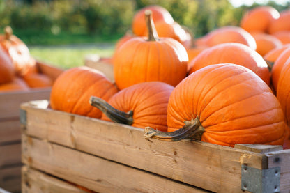 50 JACK O LANTERN PUMPKIN Cucurbita Maxima Vegetable Seeds