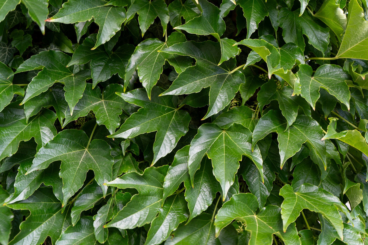 10 BOSTON IVY ( Bostonian Ivy / Wall Ivy ) Parthenocissus Tricuspidata Veitchii Vine Flower Seeds