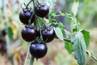 50 PURPLE CHERRY TOMATO Lycopersicon Indeterminate Fruit Vegetable Seeds