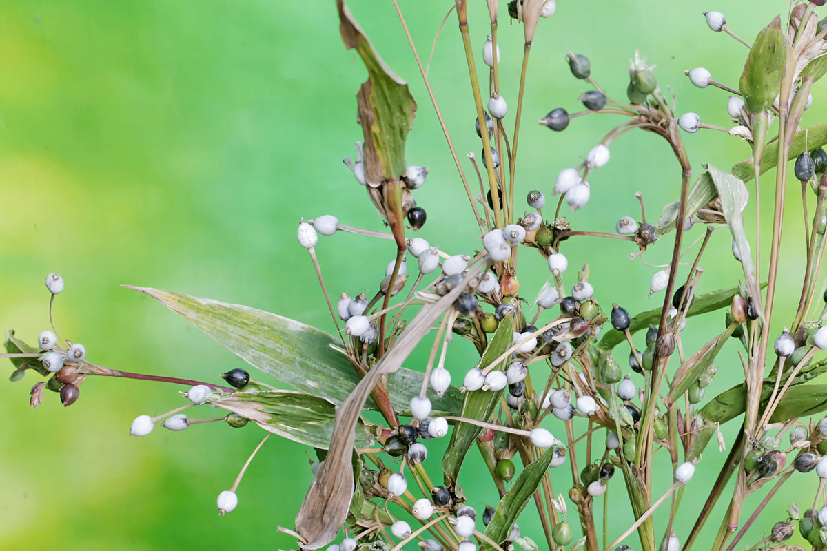 20 JOBS TEARS (Jobi / Coix / Yi Yi Ren / Junos Tears) Coix Lacryma Vegetable Seeds