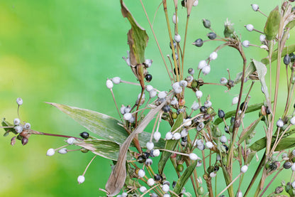 20 JOBS TEARS (Jobi / Coix / Yi Yi Ren / Junos Tears) Coix Lacryma Vegetable Seeds