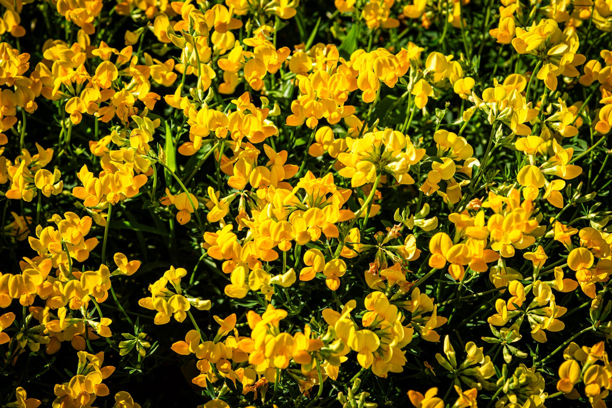 200 BIRDS FOOT TREFOIL (Birdfoot Deervetch / Cats Clover / Ground Honeysuckle) Lotus Corniculatus Fabaceae Flower Seeds