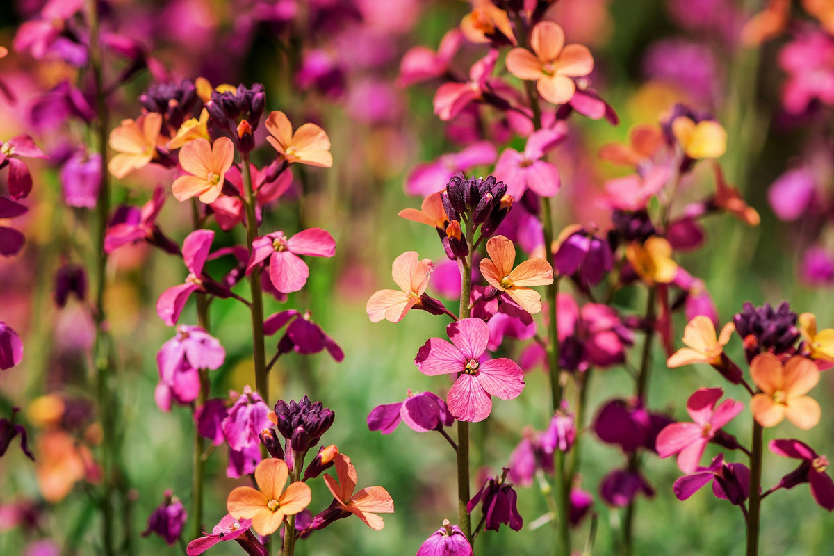 300 Mixed Colors ENGLISH Aegean WALLFLOWER Cheiranthus Cheiri Erysimum Pink Red Yellow Purple Bicolor Flower SeedsSeeds