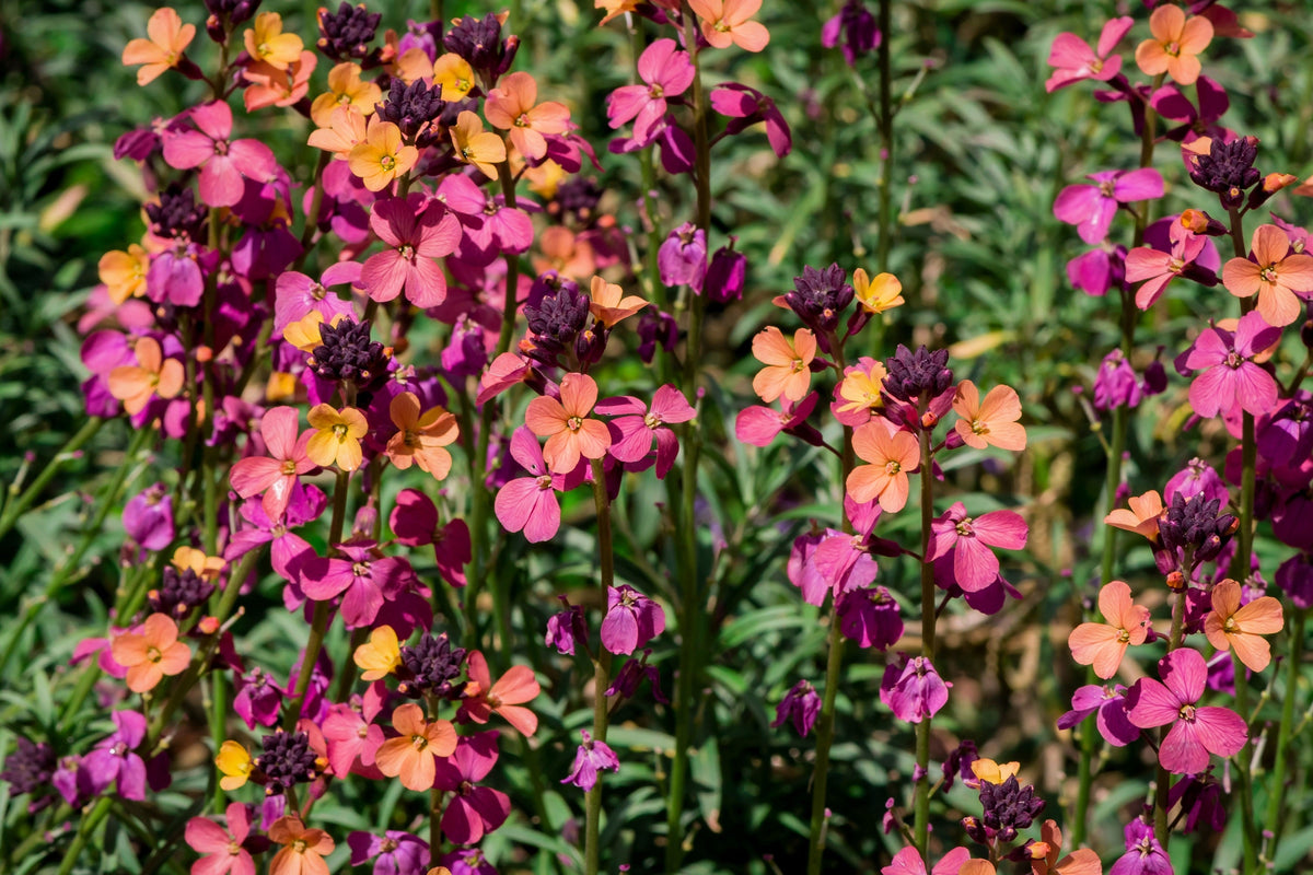 300 Mixed Colors ENGLISH Aegean WALLFLOWER Cheiranthus Cheiri Erysimum Pink Red Yellow Purple Bicolor Flower SeedsSeeds