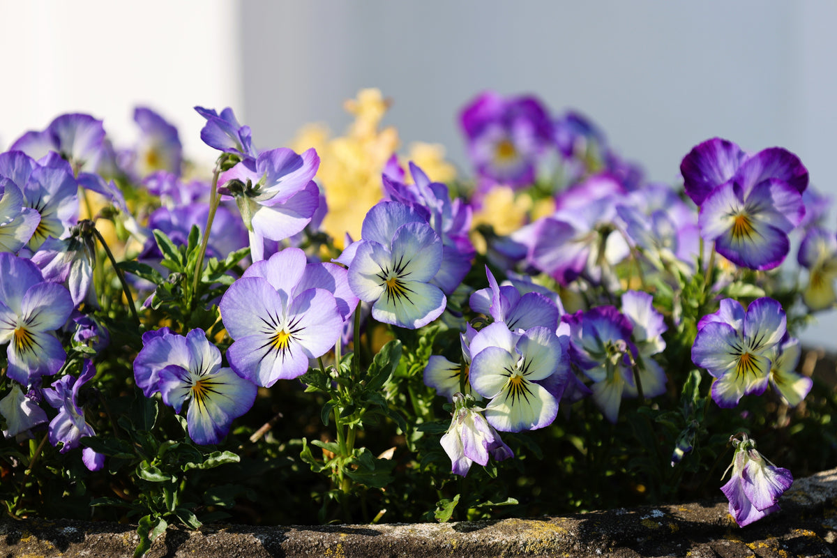 50 Light JOHNNY JUMP UP Viola Tricolor Violet Flower Seeds