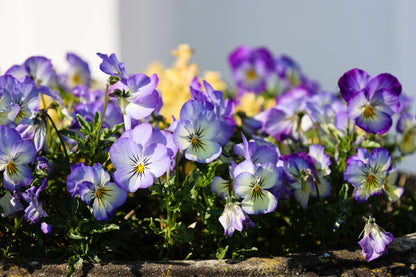 50 Light JOHNNY JUMP UP Viola Tricolor Violet Flower Seeds
