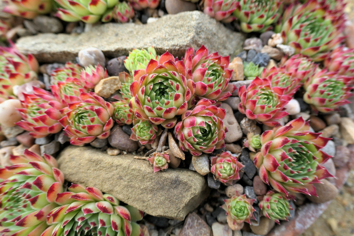 25 MIXED HENS & CHICKS Chickens Succulent (Live Forever) Sempervivum Flower Seeds